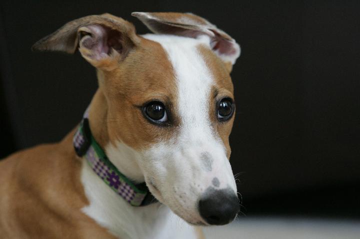 Mati face shot 2 Mati, showing off her ears (they went THAT way!).